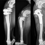 Knee Joint Surgery I & II - Lateral Tether, TPLO, CBLO, TTA, and CCWO