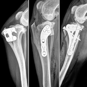 Behandlung von Kreuzbandrupturen bei kleinen Hunden und Katzen mittels Osteotomietechniken (TTA RAPID® Tiny, TPLO, CBLO)