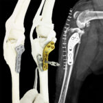 TPLO with Simultaneous Correction of Medial Patellar Luxation