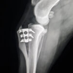 (USA) TTA RAPID®: A Straight, Partial Osteotomy Technique for repairing Cruciate Ligament Ruptures, AAHA CON CE Course