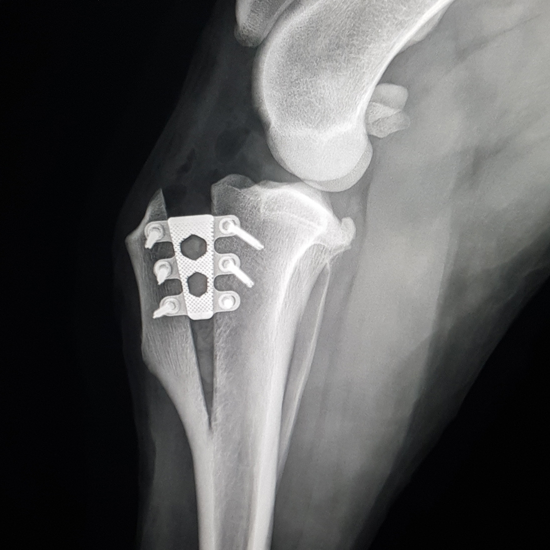 (USA) TTA RAPID®: A Straight, Partial Osteotomy Technique for repairing Cruciate Ligament Ruptures, AAHA CON CE Course