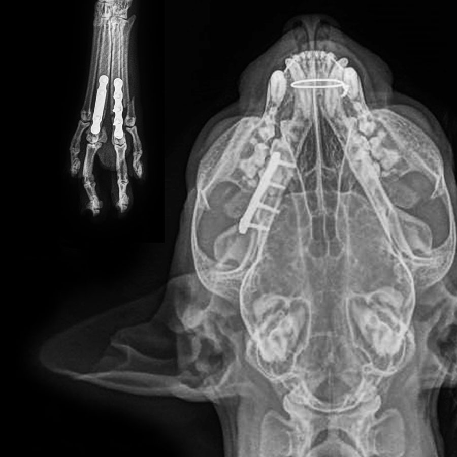 Frakturbehandlung bei Hunden, Katzen & Exoten – Fokus Kleinstpatienten
