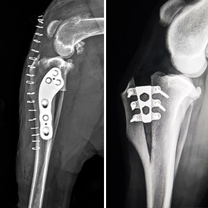 Behandlung von Kreuzbandrissen: Extrakapsuläre Verfahren und Osteotomien für Einsteiger