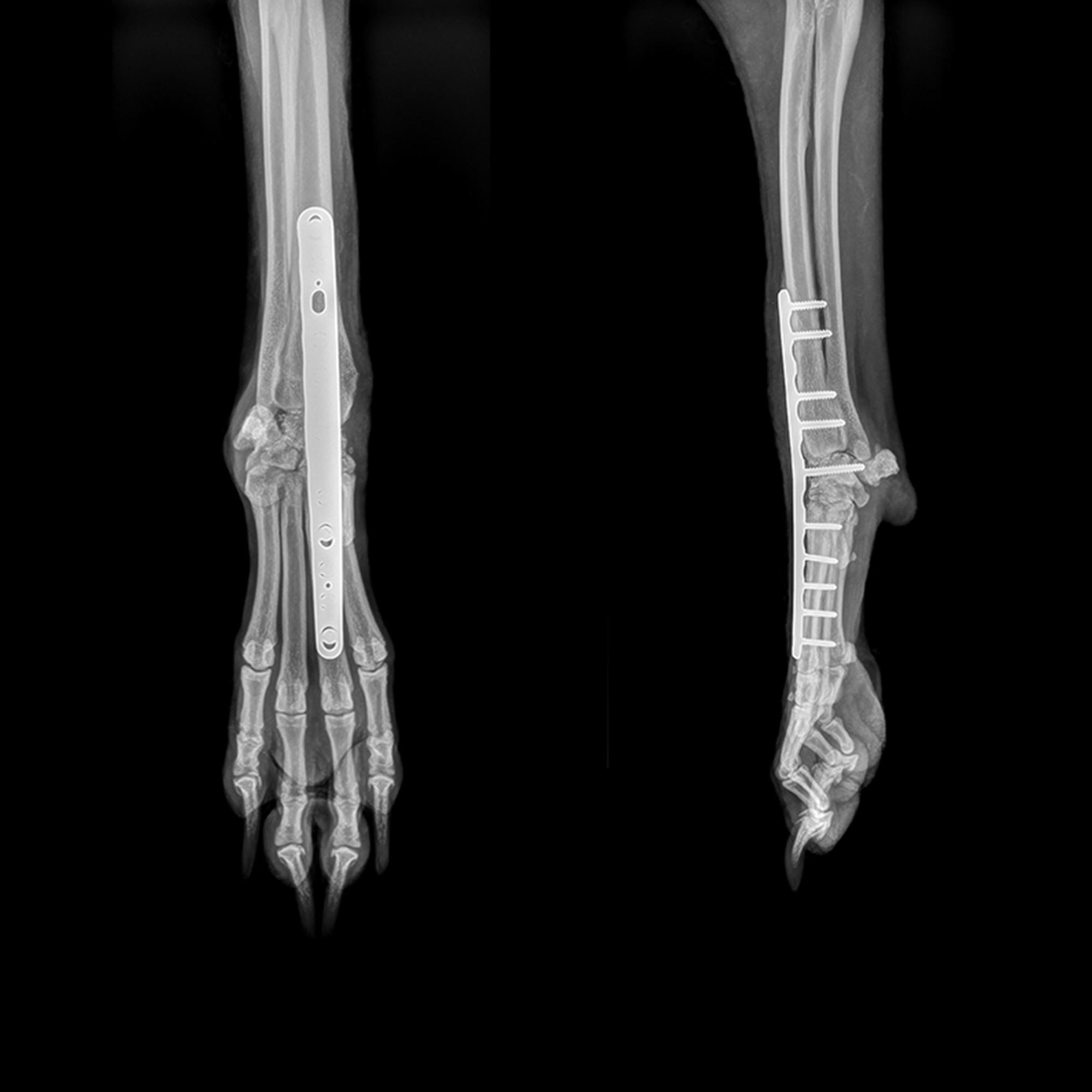 Carpal & Tarsal Injuries: Diagnostik, Arthrodese & Double Plating im Wet Lab